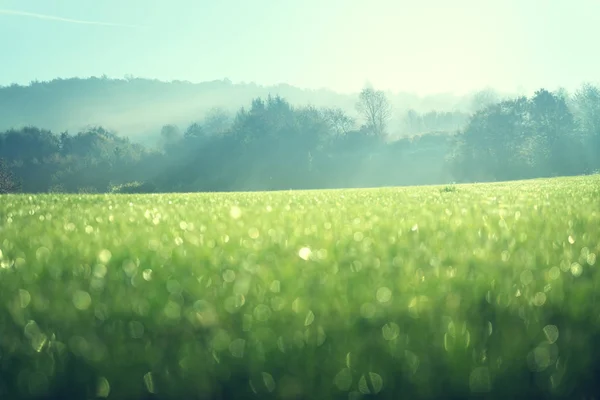 朝ぬれた草と完璧な空 — ストック写真