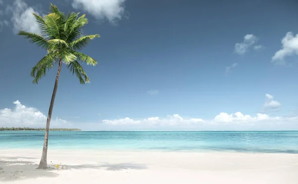 Φοίνικας Και Παραλία Δομινικανή Δημοκρατία — Φωτογραφία Αρχείου
