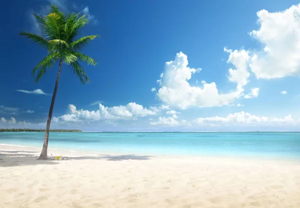Palmen Und Strand Dominikanische Republik — Stockfoto