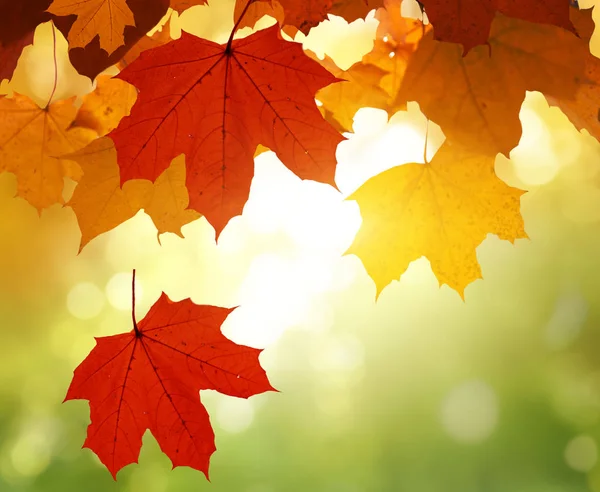 Liście Jesiennym Lesie — Zdjęcie stockowe