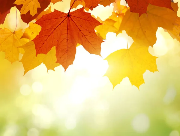 Листья Осеннем Лесу — стоковое фото