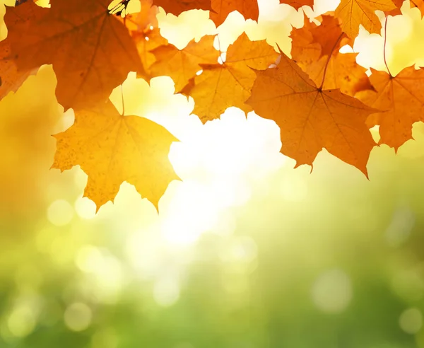Liście Jesiennym Lesie — Zdjęcie stockowe