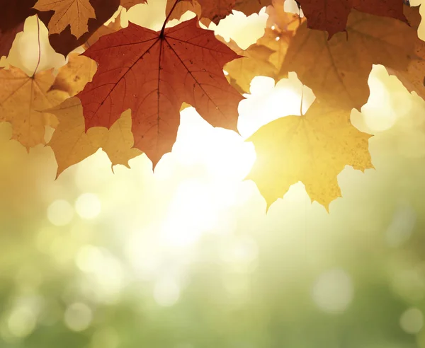 Feuilles Dans Forêt Automne — Photo