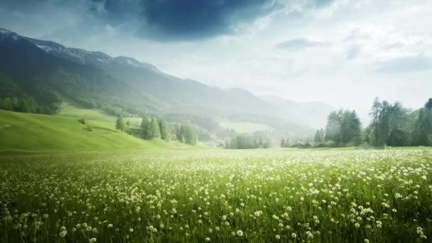 Pole Wiosennych Mniszek Lekarskich Dolomitach Południowy Tyrol Włochy — Wideo stockowe