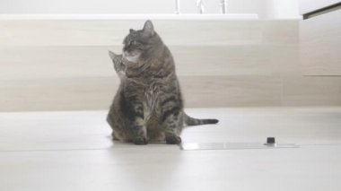 yavru kedi saldırı bir kedi, banyo, ağır çekim