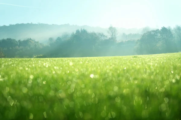 朝ぬれた草と完璧な空 — ストック写真