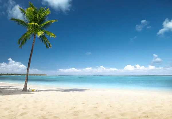 Palma Spiaggia Repubblica Dominicana — Foto Stock