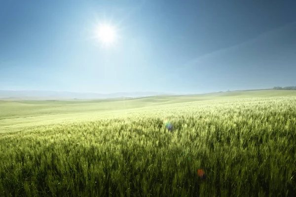 Campo Verde Grano Toscana Italia — Foto Stock