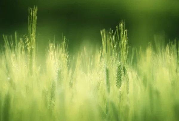 Barley Field Sunset Time — Stock Photo, Image