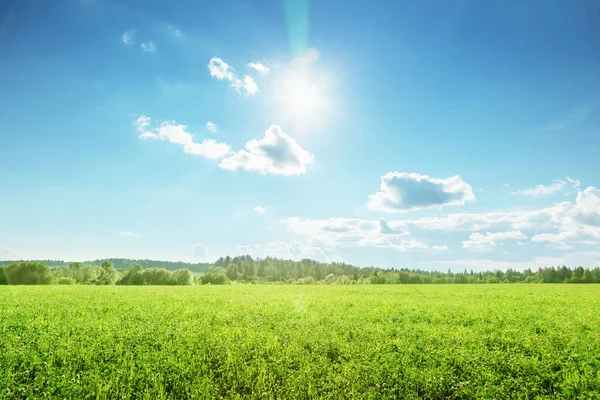 Campo Erba Primaverile Cielo Perfetto — Foto Stock