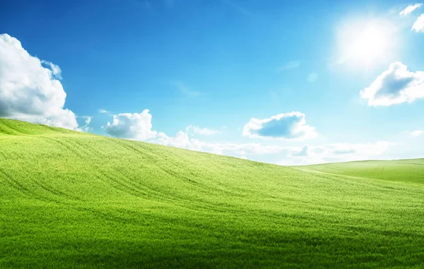 Field Grass Perfect Blue Sky — Stock Photo, Image