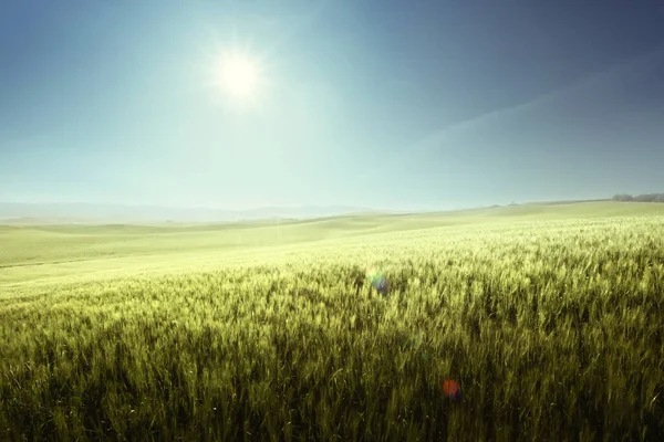 Groen Tarweveld Toscane Italië — Stockfoto