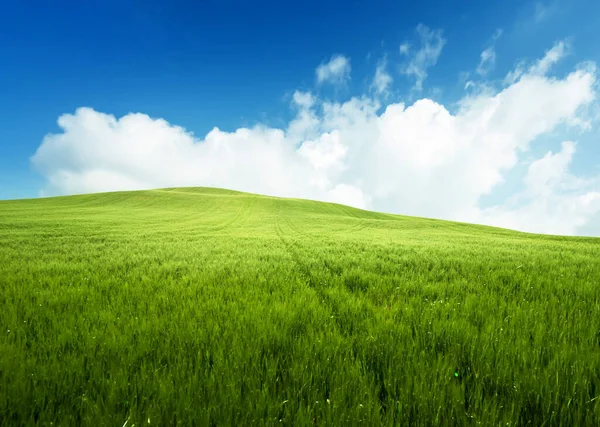 Feld Aus Gras Und Perfektem Blauen Himmel — Stockfoto