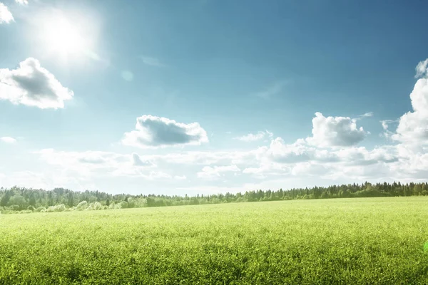 春の草と完璧な空のフィールド — ストック写真