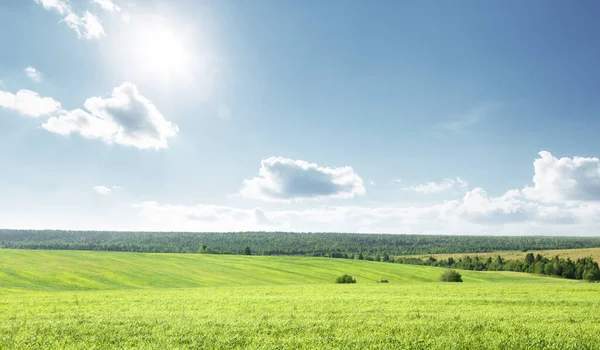 Fält Våren Gräs Och Perfekt Himmel — Stockfoto