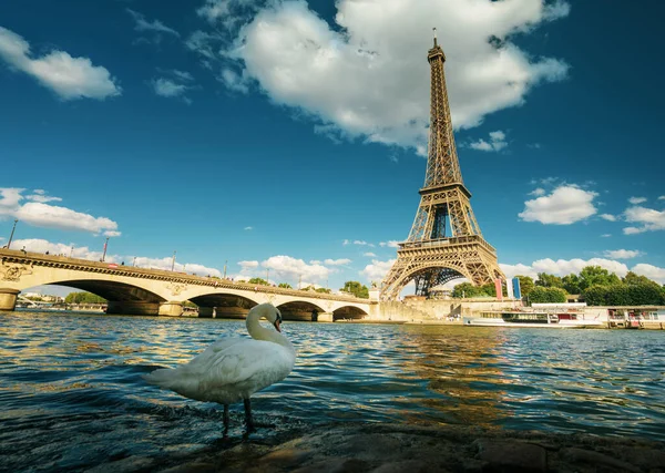 White Swan Eiffel Tower Paris France — Stock Photo, Image