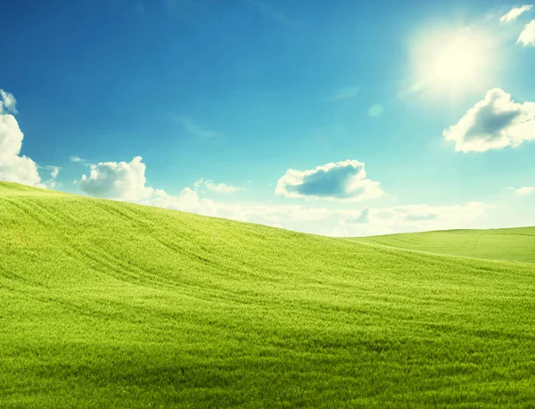 Field Grass Perfect Blue Sky — Stock Photo, Image