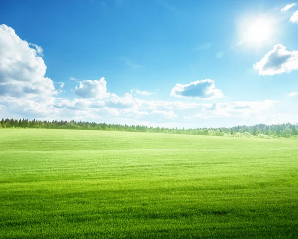 Campo Grama Céu Azul Perfeito — Fotografia de Stock