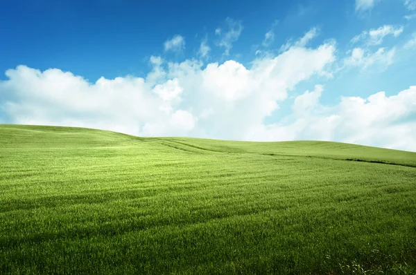 Feld Aus Gras Und Perfektem Blauen Himmel Stockbild