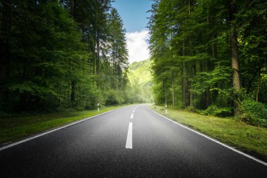 İsviçre 'de dağ ormanlarında yol