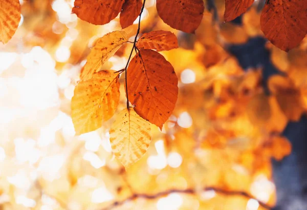Löv Höstskogen — Stockfoto