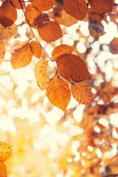 Feuilles Dans Forêt Automne — Photo