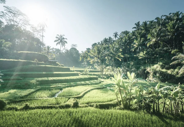 Terraço Arroz Tegalalang Bali Indonésia — Fotografia de Stock