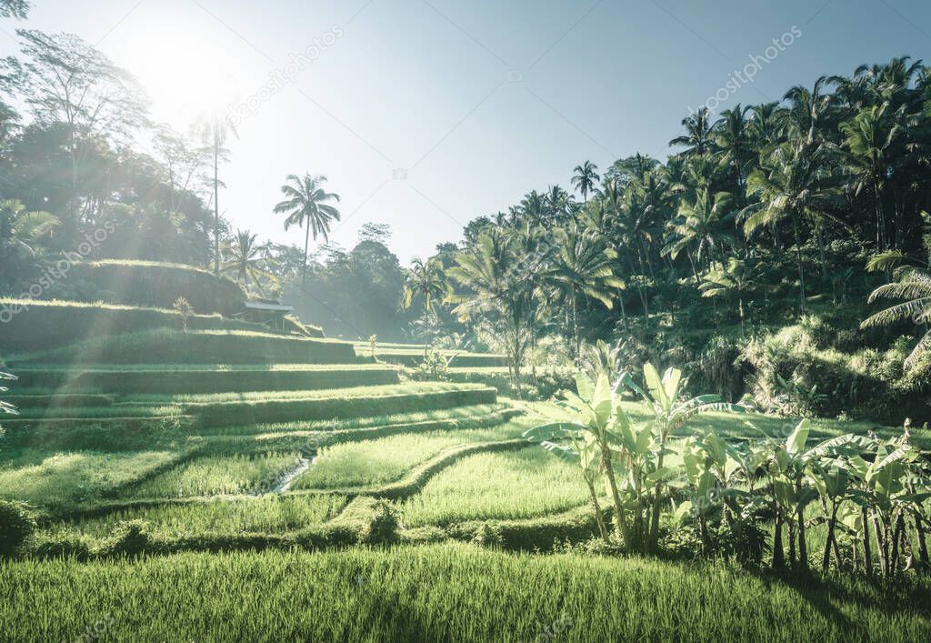 Tegalalang rice terrace, Bali, Indonesia