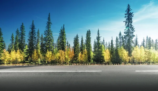 Route Dans Forêt Automne Suède — Photo