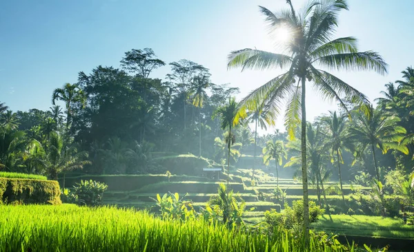 Terraço Arroz Tegalalang Bali Indonésia — Fotografia de Stock