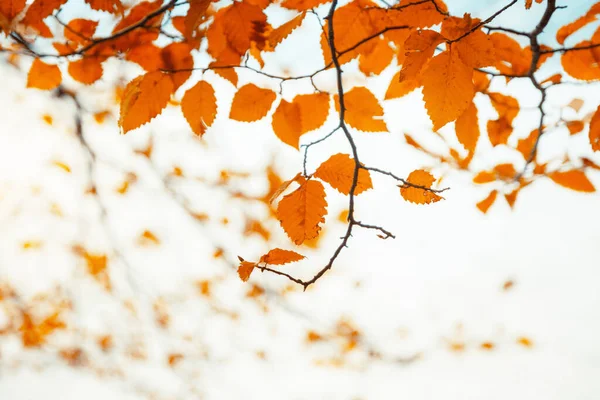 Feuilles Dans Forêt Automne — Photo