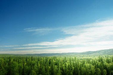 Gün batımında orman