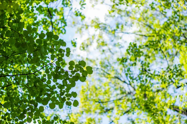 Gröna Löv Träd Mot Blå Himmel Solig Dag — Stockfoto