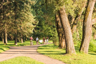 Şehrin ağaçlarda Park'ta Jogging ve spor, yaz öğleden sonra yolunu yaz parkta yürüyor. Güneşli manzara yeşil çimenlerin üzerinde çim, ağaçlar ve çam ağaçları üstünde okul sırası ile kesilmiş
