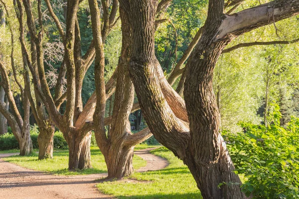 Trees in the city Park in the summer afternoon path for Jogging and sports, walks in the summer Park . Sunny landscape trimmed with green grass on the lawn, trees and pine trees on the desktop Royalty Free Stock Images