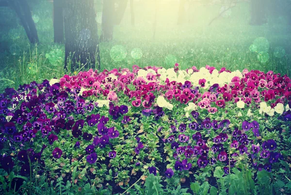 Forest Landscape Flowers Pansies Flowerbed Magic Background — Stock Photo, Image