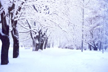 Şehir Parkı, ağaçlar ve çalılar karda, kış manzara soğuk güneşli, Noel tatil Tema