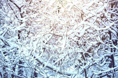 karlı kış manzarası, ağacı dalları altında kar, Noel tatil tema, güneşli bir gün