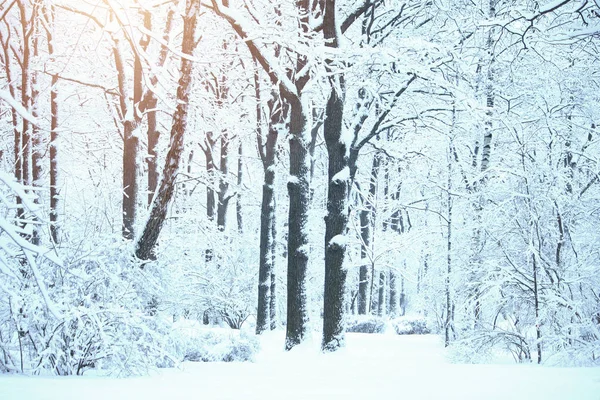 Paisaje Invierno Parque Ciudad Árboles Arbustos Nieve Día Helado Soleado —  Fotos de Stock
