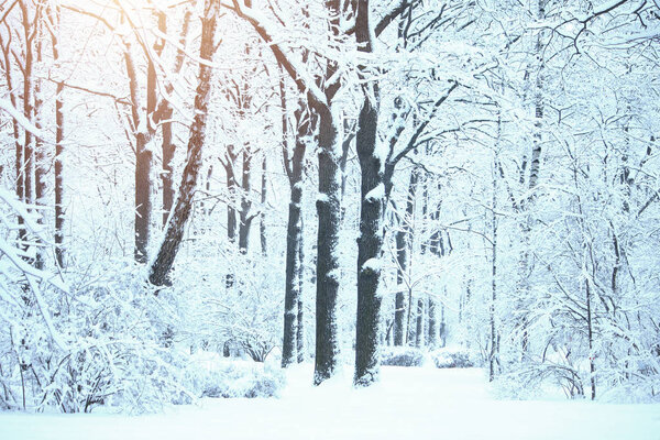 зимний пейзаж в городском парке, деревья и кусты в снегу, солнечный морозный день, рождественский праздник тема
