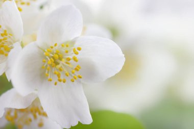 hassas Yasemin çiçeği portre, makro görüntü, seçici odak, sığ derinlik-in tarla