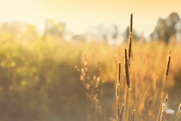 Herfst Ochtend Veld Landschap Close Selectieve Focus Gras — Stockfoto