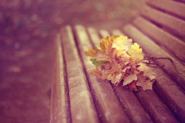 meşe dalları yalan üzerine park, sonbahar manzara, retro tarzı eski ahşap Bank