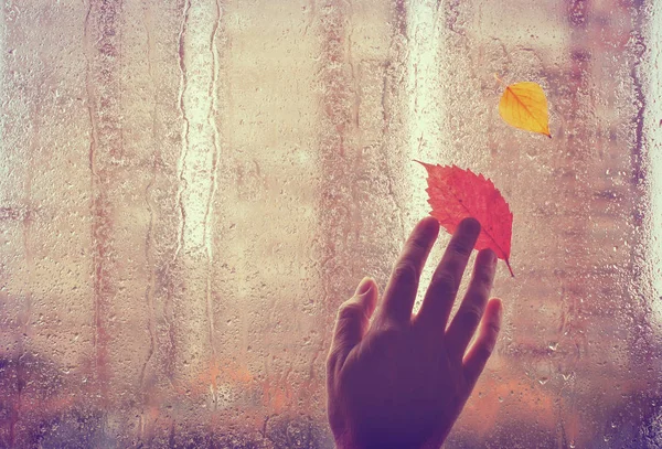 sad autumn background, old hand touches wet window with autumn leaves, rainy weather