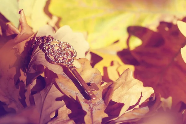 Oude Gouden Sleutel Verdwaald Herfst Bos Ligt Bladeren Close Selectieve — Stockfoto