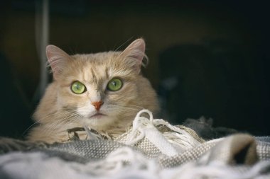 bej kedi kanepede yatar, ev konforu, kareli ekose, koyu arka plan, seçici odak