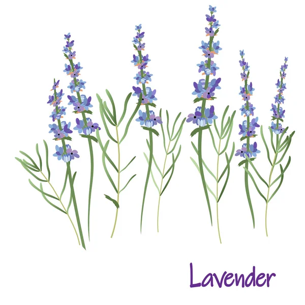 Lavender Flowers Vector Drawing Medicinal Plant Botanical Illustration Isolated Floral — Stock Vector