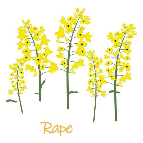 Зґвалтування Квітки Каноли Ізольовані Вектор — стоковий вектор