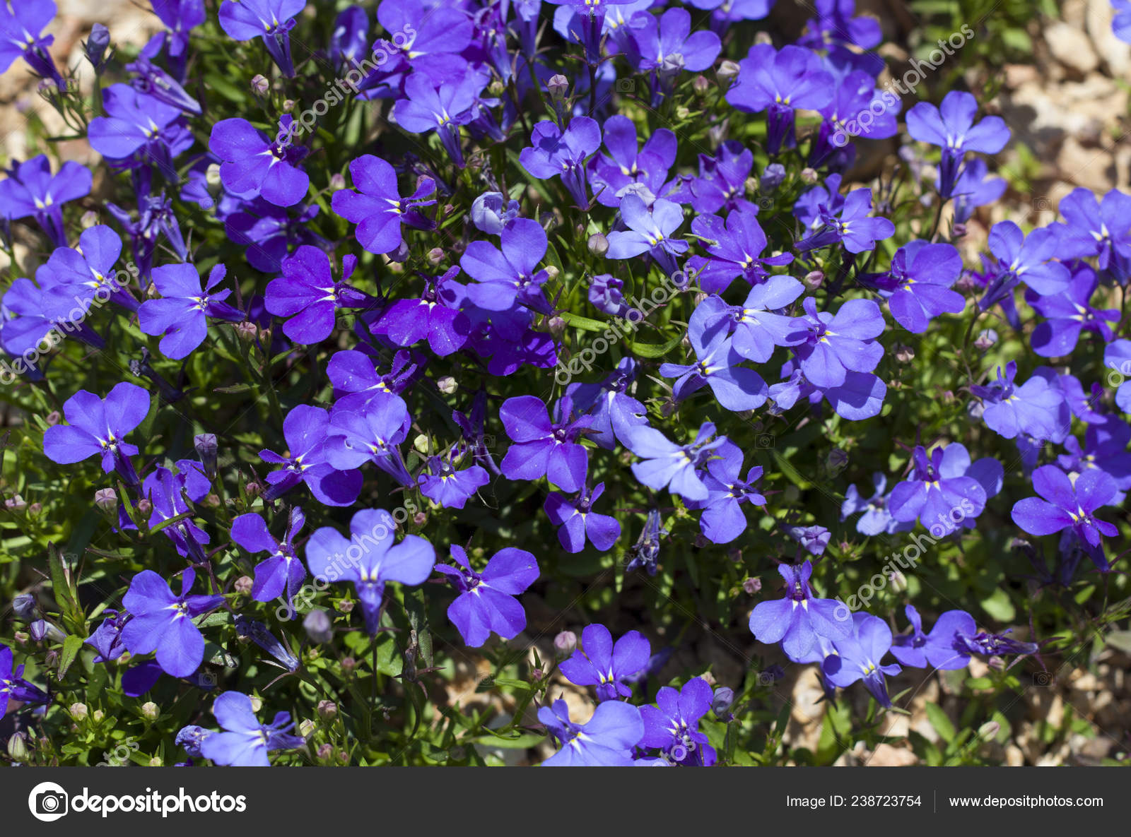 Blue Trailing Lobelia Sapphire Flowers Edging Lobelia Garden Lobelia Gallen Stock Photo C Svetap 238723754