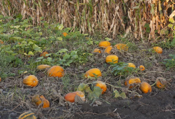 Pumpkin Field Bright Autumn Day Photo — Stock Photo, Image